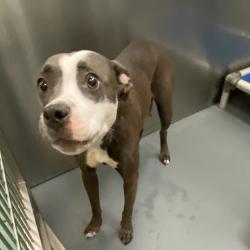 Shelter Stray Female Dog last seen , 2350 Appling City Cove, Memphis, TN 38133, USA