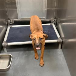 Shelter Stray Female Dog last seen , Memphis, TN 38133