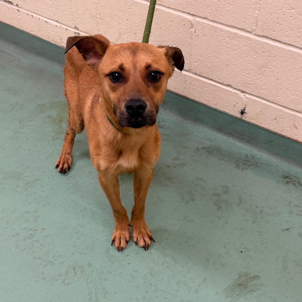 Shelter Stray Male Dog last seen , 2350 Appling City Cove, Memphis, TN 38133, USA