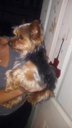 Found/Stray Male Dog last seen NW 10th morgan rd, Oklahoma City, OK 73127