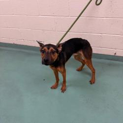 Shelter Stray Male Dog last seen , Memphis, TN 38133