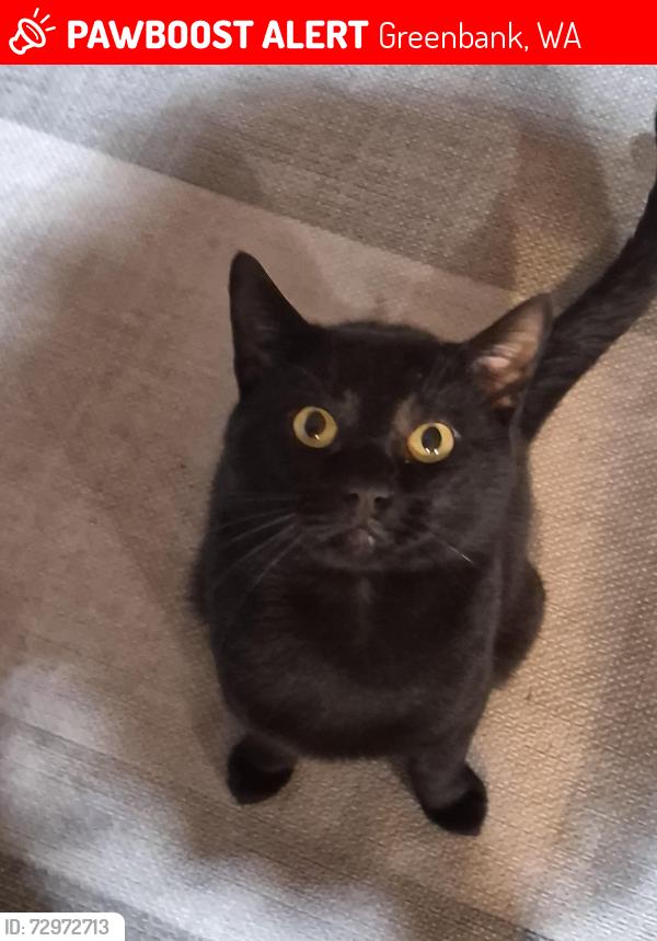 Lost Male Cat last seen Smugglers Cove Road, Greenbank, WA 98253