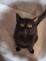 Lost Male Cat last seen Smugglers Cove Road, Greenbank, WA 98253