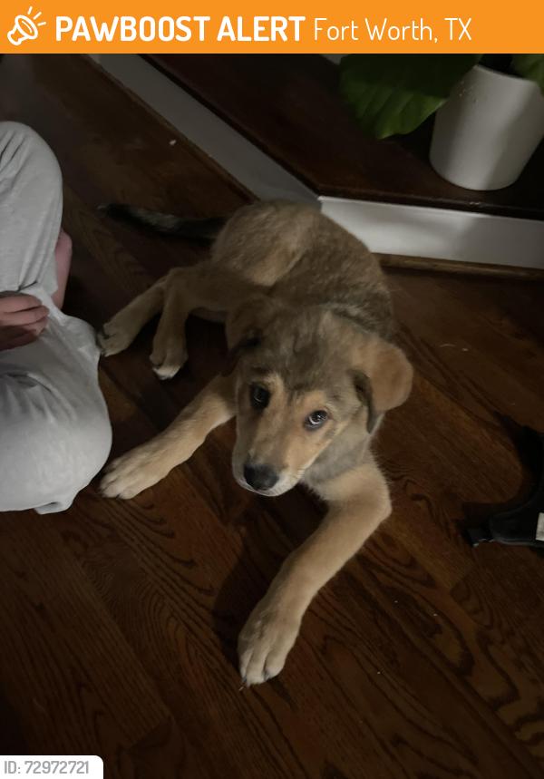 Found/Stray Male Dog last seen Forest Park & Kensington Ct, Fort Worth, TX 76110