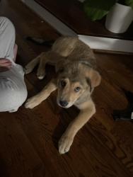 Found/Stray Male Dog last seen Forest Park & Kensington Ct, Fort Worth, TX 76110