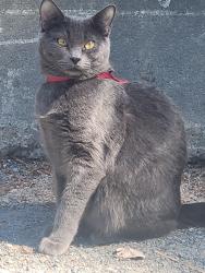 Lost Female Cat last seen Central Nanaimo River Road , Nanaimo, BC 