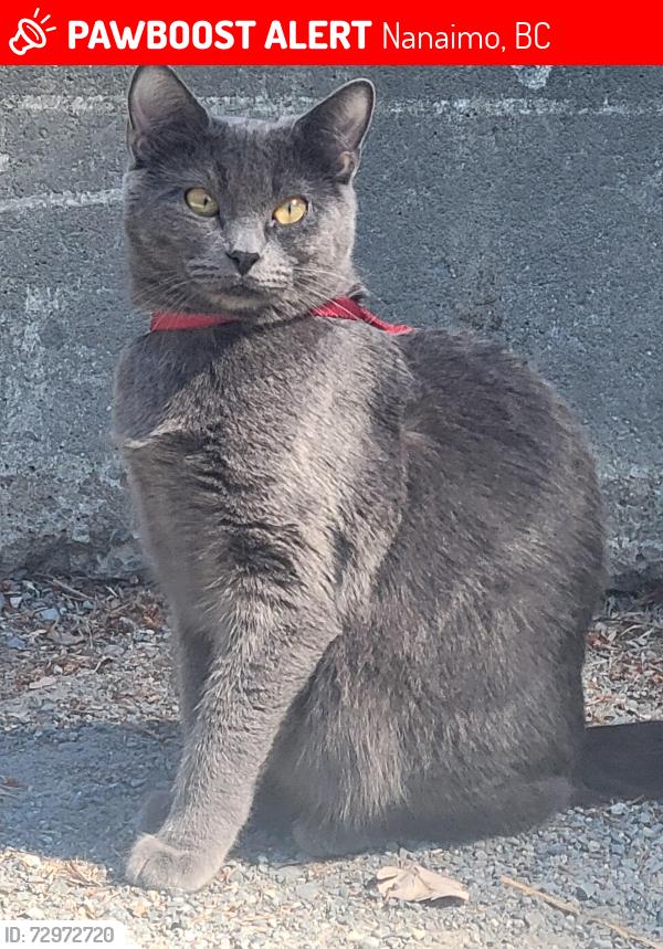 Lost Female Cat last seen Central Nanaimo River Road , Nanaimo, BC 