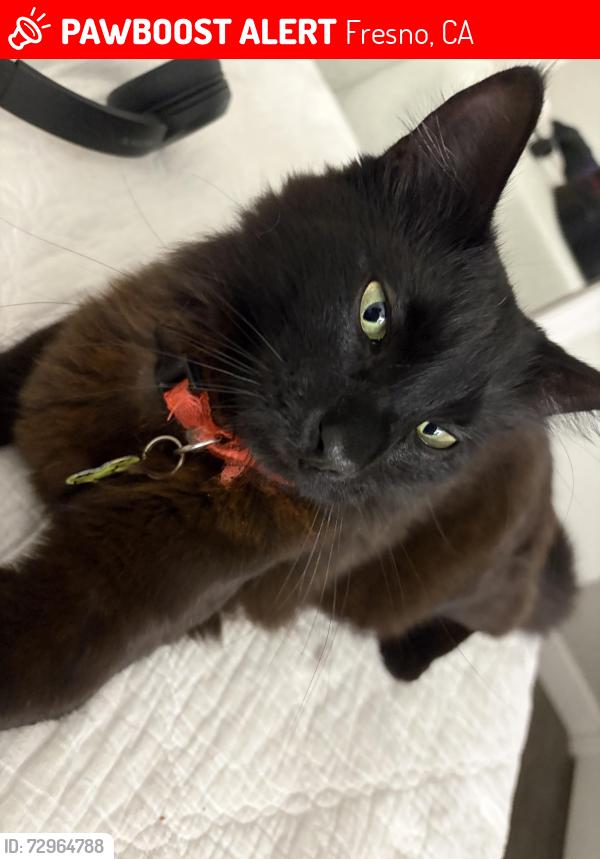 Lost Male Cat last seen Clovis community college, Fresno, CA 93720