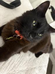 Lost Male Cat last seen Clovis community college, Fresno, CA 93720