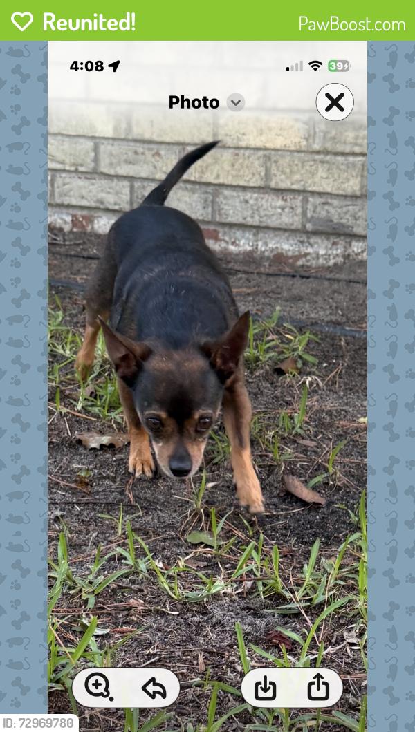 Reunited Male Dog last seen Forestbrook road , Myrtle Beach, SC 29579