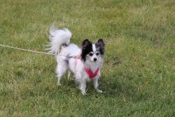 Reunited Female Dog last seen Cross Creek Cr, arlington tx 76017, Arlington, TX 76017
