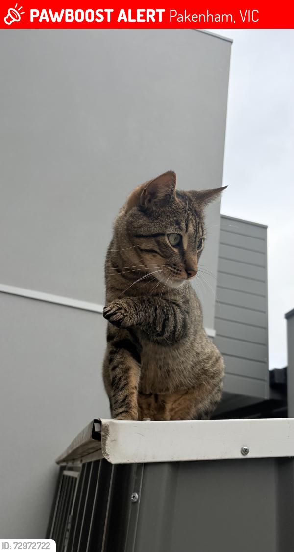 Lost Male Cat last seen 53a racecourse road pakenham 3810, Pakenham, VIC 3810