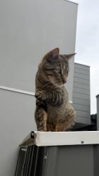 Lost Male Cat last seen 53a racecourse road pakenham 3810, Pakenham, VIC 3810