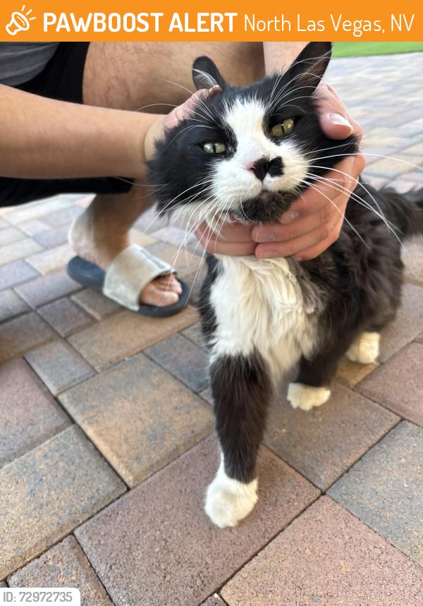 Found/Stray Unknown Cat last seen North 5th, North Las Vegas, NV 89032
