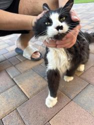 Found/Stray Unknown Cat last seen North 5th, North Las Vegas, NV 89032