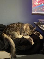 Reunited Male Cat last seen Near Brighton Street, Croydon Park, Croydon Park, NSW 2133