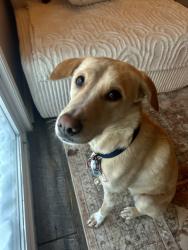 Lost Female Dog last seen N. Waggnor Rd. & Jefferson Chase Way - Inbetween Kennedy Road and Creekstone Lane , Columbus, OH 43004