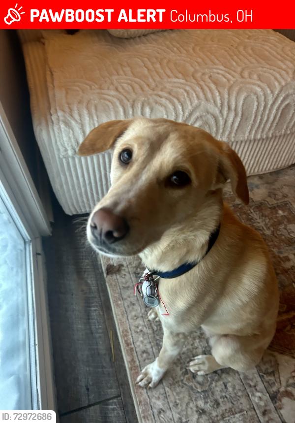 Lost Female Dog last seen N. Waggnor Rd. & Jefferson Chase Way - Inbetween Kennedy Road and Creekstone Lane , Columbus, OH 43004