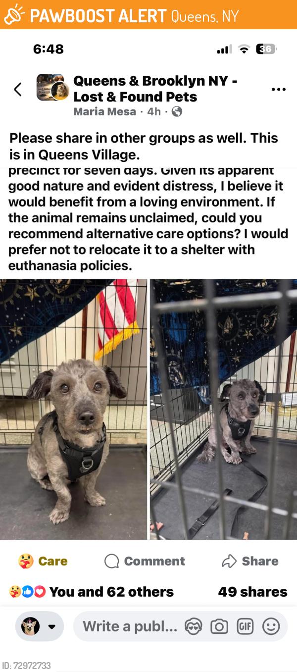 Found/Stray Male Dog last seen Near precinct queens ny , Queens, NY 11411
