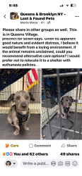 Found/Stray Male Dog last seen Near precinct queens ny , Queens, NY 11411
