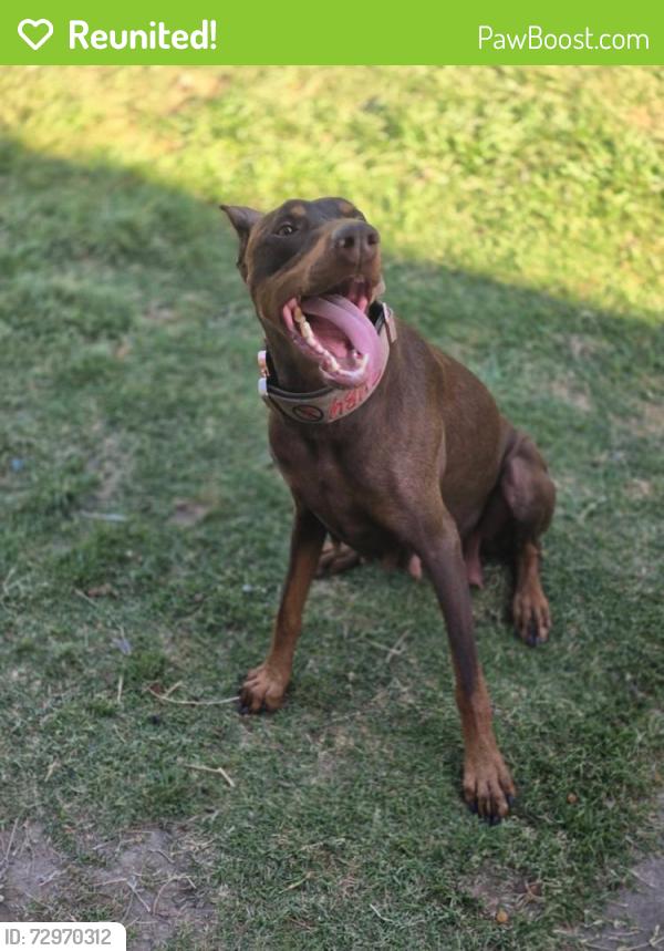 Reunited Female Dog last seen Near Sunnyway Dr, Fort Worth, TX 76123