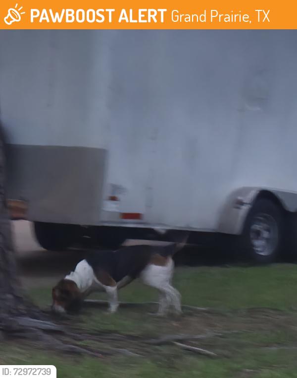 Found/Stray Male Dog last seen Channing Dr , Grand Prairie, TX 75052