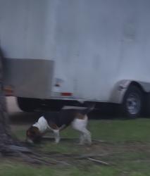 Found/Stray Male Dog last seen Channing Dr , Grand Prairie, TX 75052