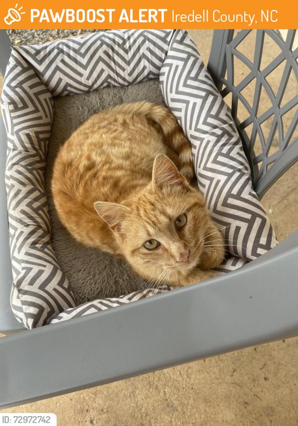 Found/Stray Male Cat last seen Ivydale near rabbit highway, Iredell County, NC 28634