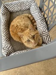 Found/Stray Male Cat last seen Ivydale near rabbit highway, Iredell County, NC 28634