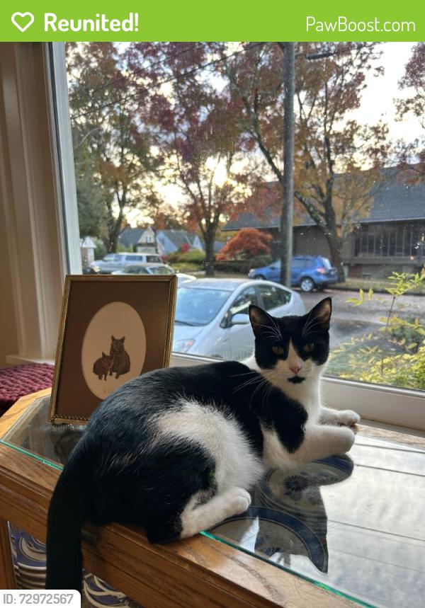 Reunited Male Cat last seen Near NE 45th Ave, Portland, OR 97213, USA, Portland, OR 97213