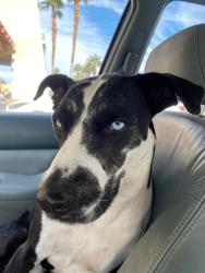 Lost Male Dog last seen Mesquite & 111, Palm Springs, CA 92264