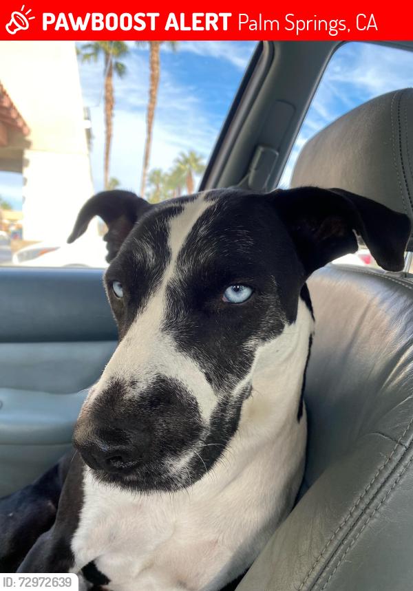 Lost Male Dog last seen Mesquite & 111, Palm Springs, CA 92264