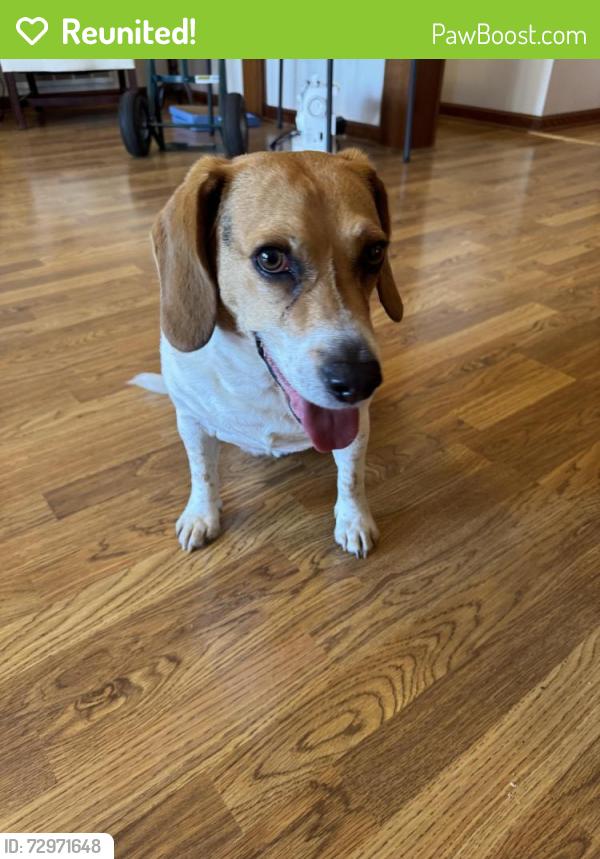 Reunited Male Dog last seen Hwy 34 Dadeville, AL, Dadeville, AL 36853