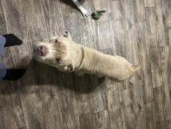 Lost Male Dog last seen Home Depot , Panama City, FL 32401