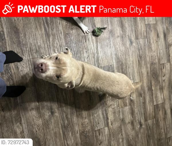 Lost Male Dog last seen Home Depot , Panama City, FL 32401