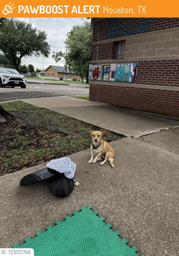 Found/Stray Female Dog last seen Caverdale Park, Houston, TX 77041