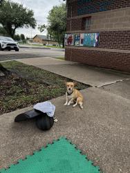 Found/Stray Female Dog last seen Caverdale Park, Houston, TX 77041