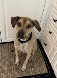 Reunited Male Dog last seen Kings Lake Blvd, Naples, FL, Naples, FL 34112