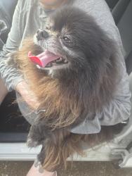 Reunited Female Dog last seen Stacy Dr & Ginger Ln. , Pearland, TX 77581