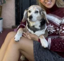 Reunited Female Dog last seen Near overland ave, Culver City, CA 90230