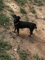 Found/Stray Unknown Dog last seen Sunoco in dacusville , Pickens County, SC 29640
