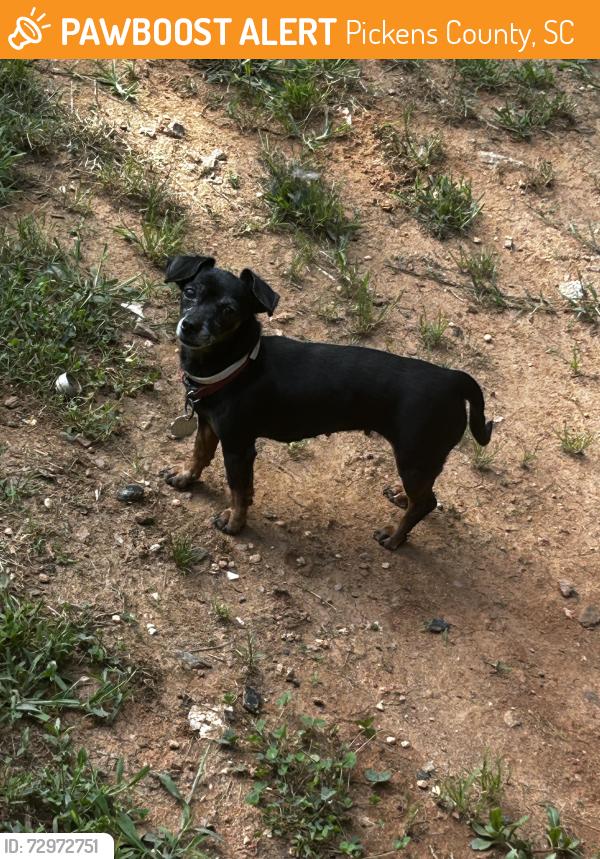 Found/Stray Unknown Dog last seen Sunoco in dacusville , Pickens County, SC 29640