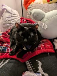 Reunited Male Cat last seen Near 4th St, Waunakee, WI 53597, USA, Waunakee, WI 53597