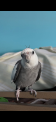 Lost Male Bird last seen Deerfield Rd. Took off from a tree in the area , East Brunswick, NJ 08816