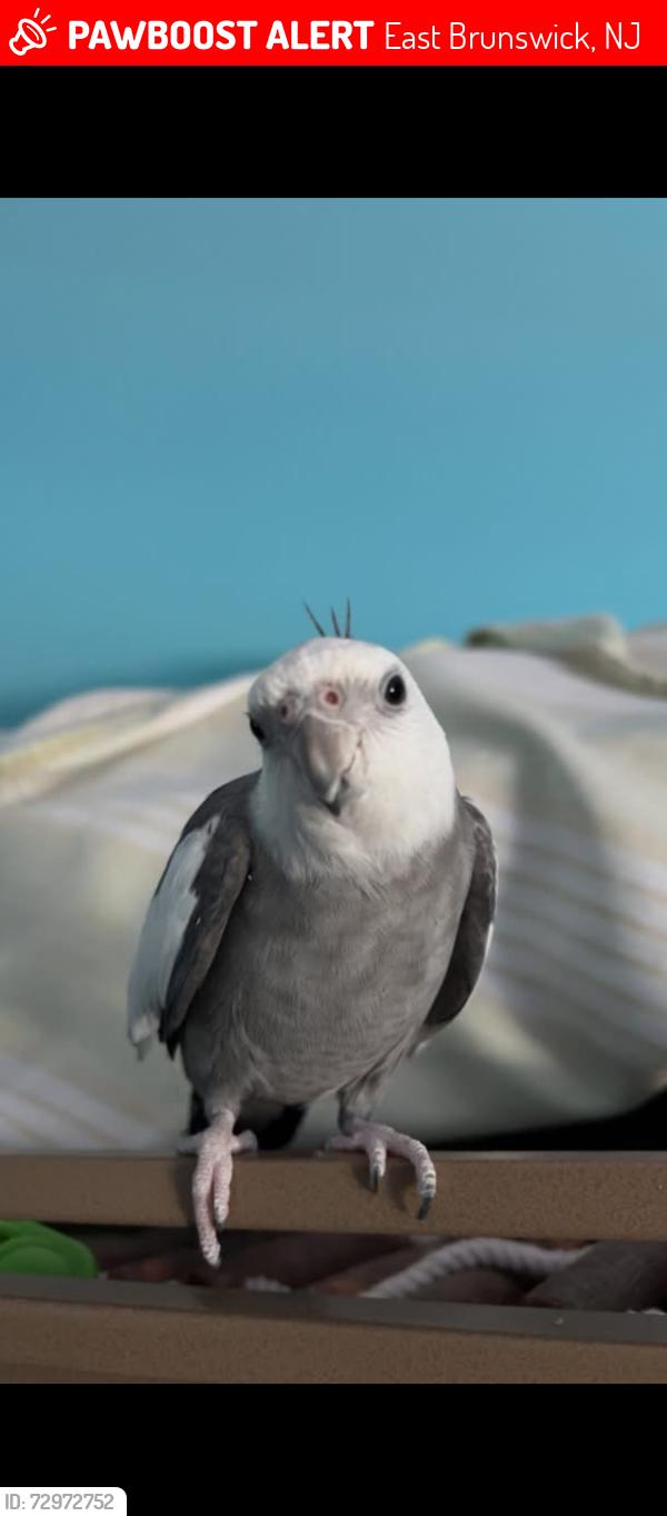 Lost Male Bird last seen Deerfield Rd. Took off from a tree in the area , East Brunswick, NJ 08816