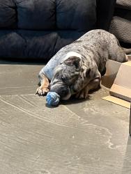 Lost Male Dog last seen Yorktown Crossing, Houston, TX 77084
