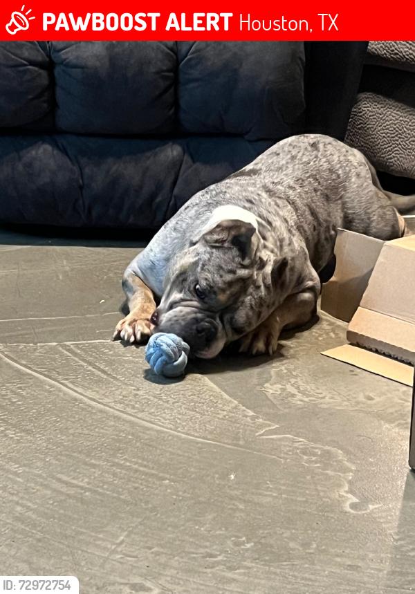 Lost Male Dog last seen Yorktown Crossing, Houston, TX 77084