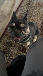 Found/Stray Male Dog last seen San Jose , San Jose, CA 95112