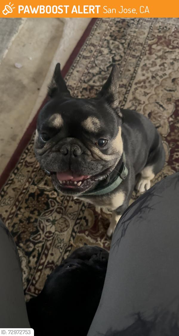 Found/Stray Male Dog last seen San Jose , San Jose, CA 95112