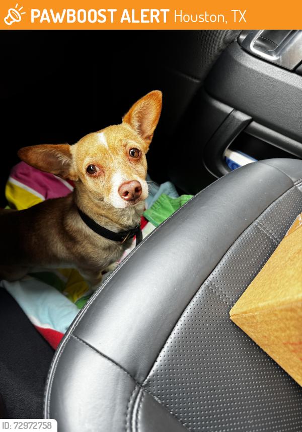 Found/Stray Female Dog last seen Near Porto Rico Rd Houston, TX 77041 United States, Houston, TX 77041
